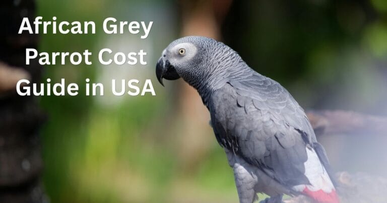 African Grey Parrot
