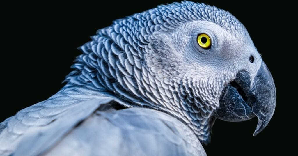 African Grey Parrot Purchase Price in the USA