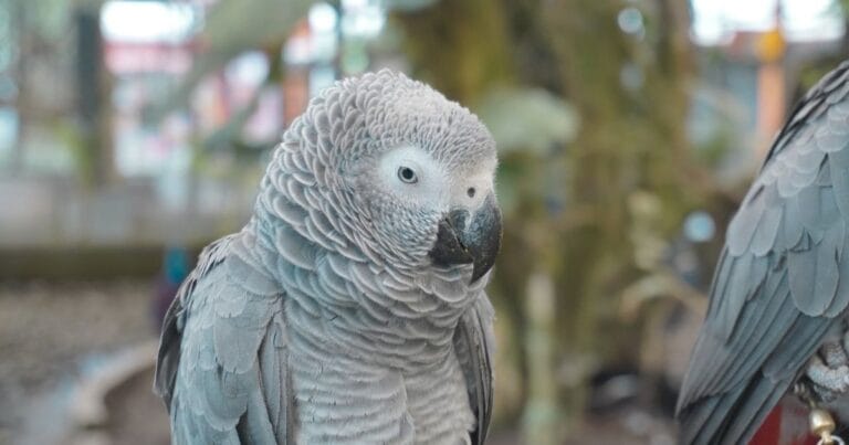 African Grey Parrot Cost 2026: Hidden Expenses You Must Know!