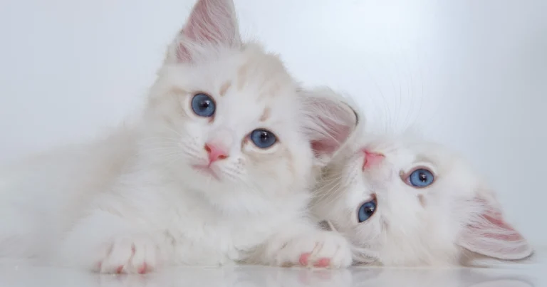 Cat names