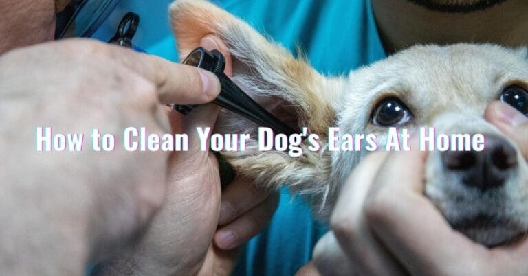 Clean your dog's ears