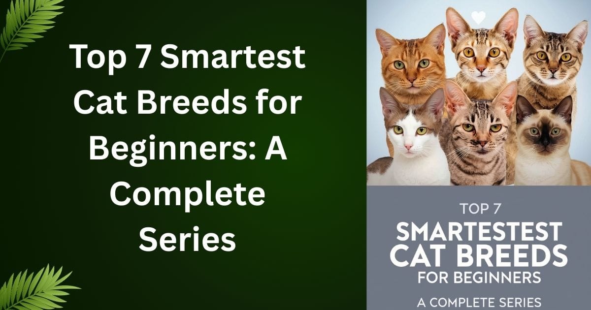 Top 7 Smartest Cat Breeds for Beginners A Complete Series