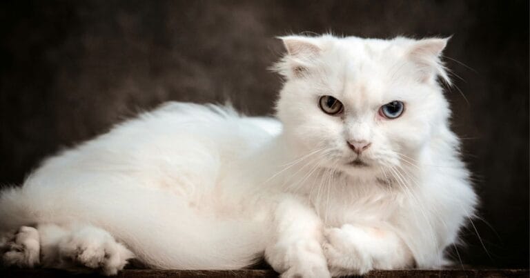 Unique Cat Names 500+ Cute, Rare, Funny & Meaningful Ideas