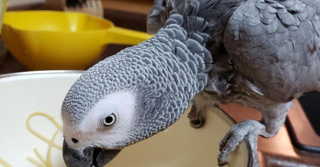  Monthly Ongoing Costs