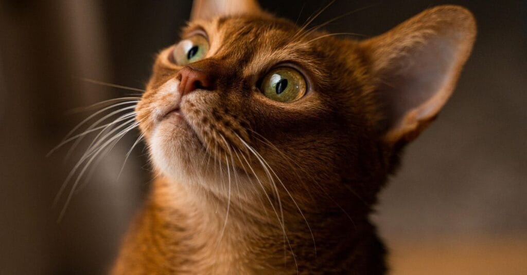 Appearance of the Abyssinian Cat