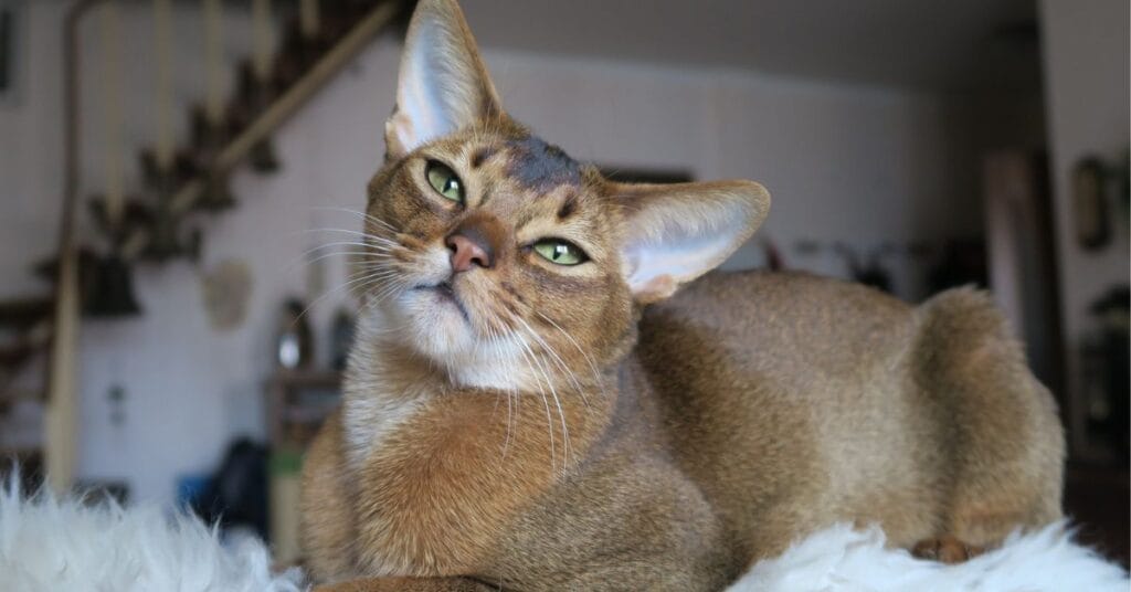 Abyssinian Cat Care