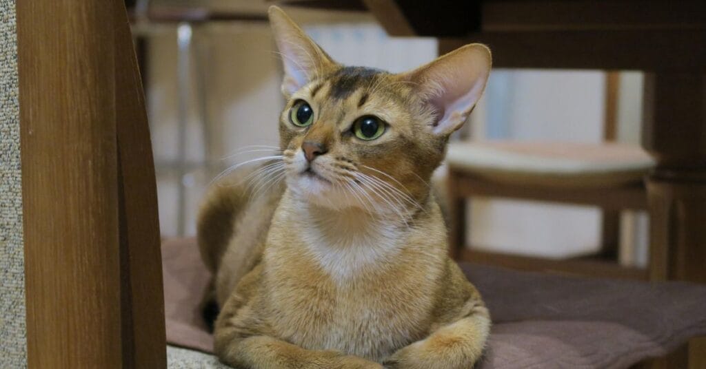 Characteristics of the Abyssinian