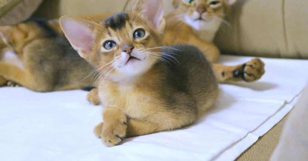 Cute Abyssinian kitten lying on blanket