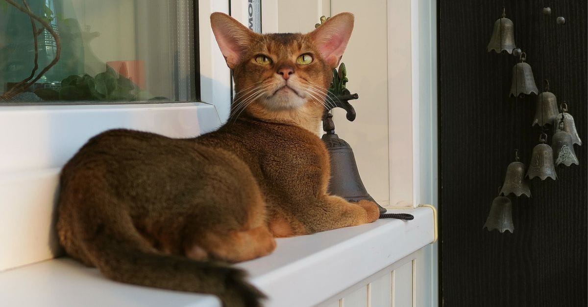 Abyssinian Cat Breed