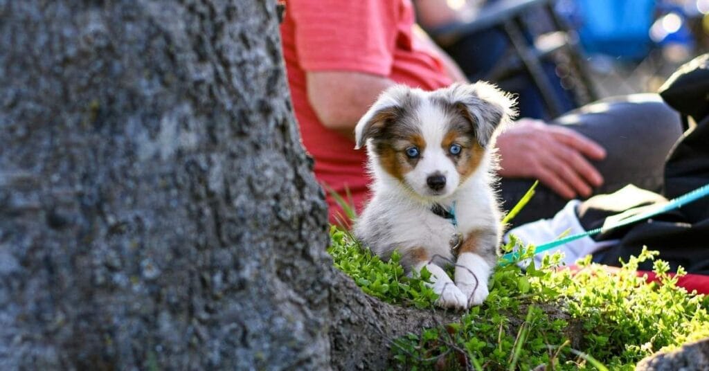 Mini Australian Shepherd Puppies
