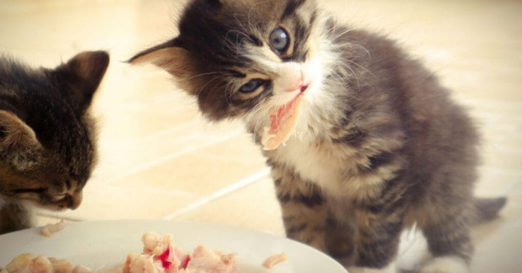 Wet Food For Kittens