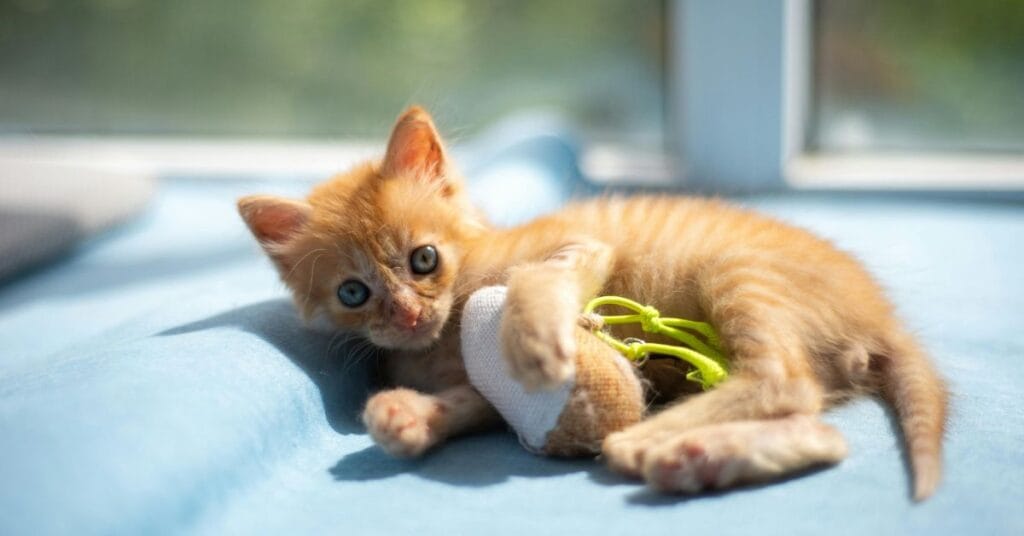 neutered kitten dry food feeding guide