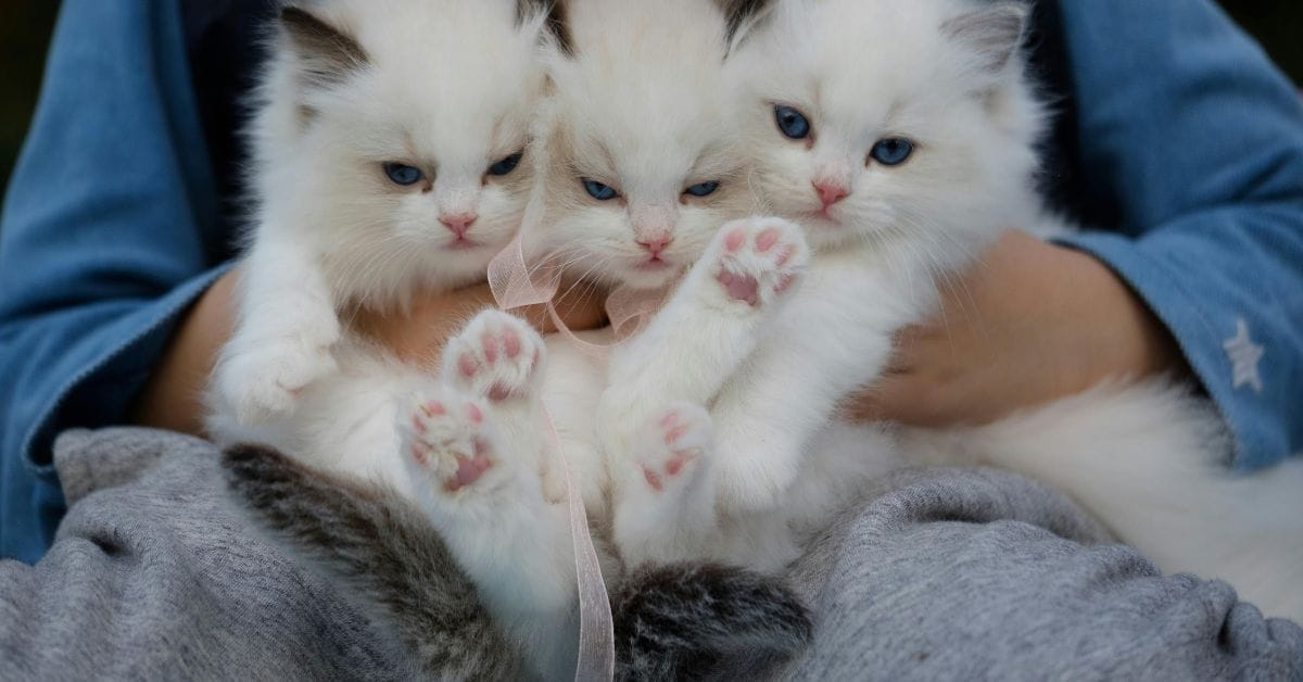 A variety of the best food for kittens including wet pouches and dry kibble.