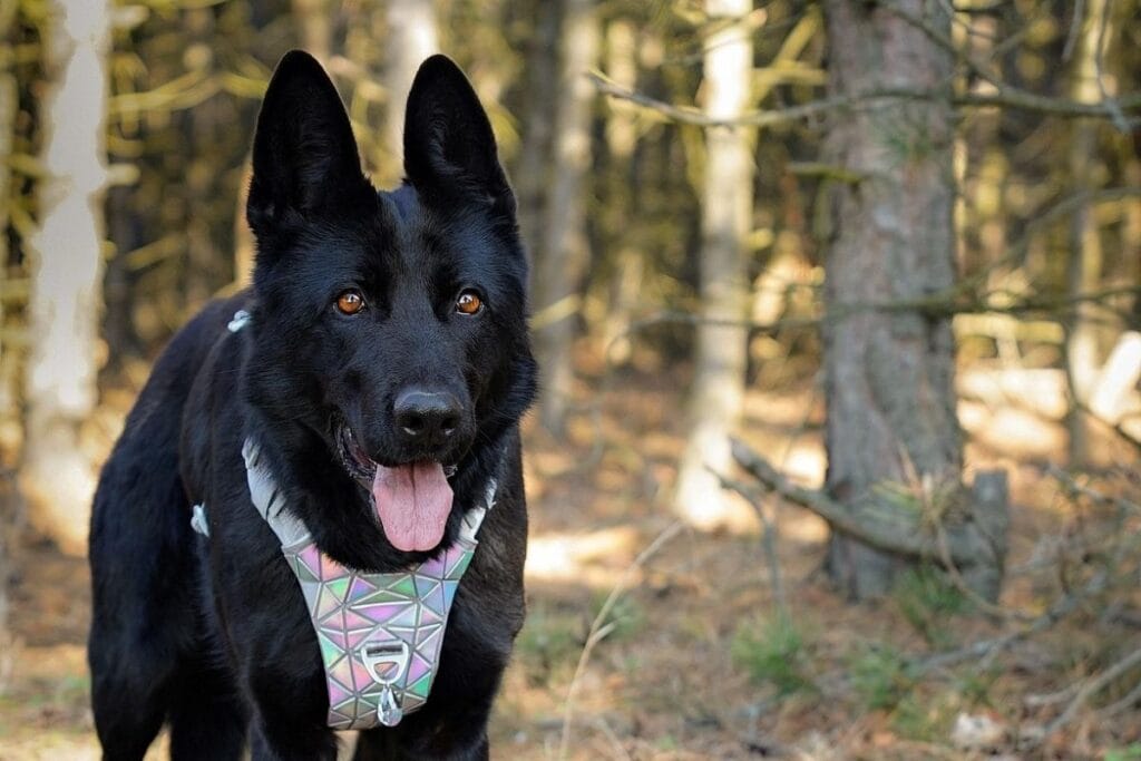 What Shortens a Black German Shepherd's Life?