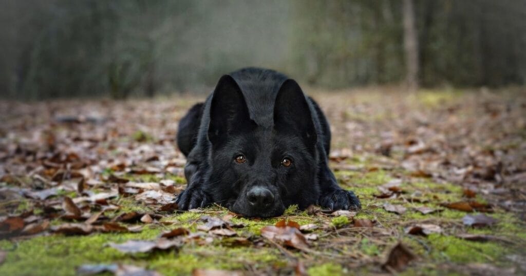Health Issues in Black German Shepherds