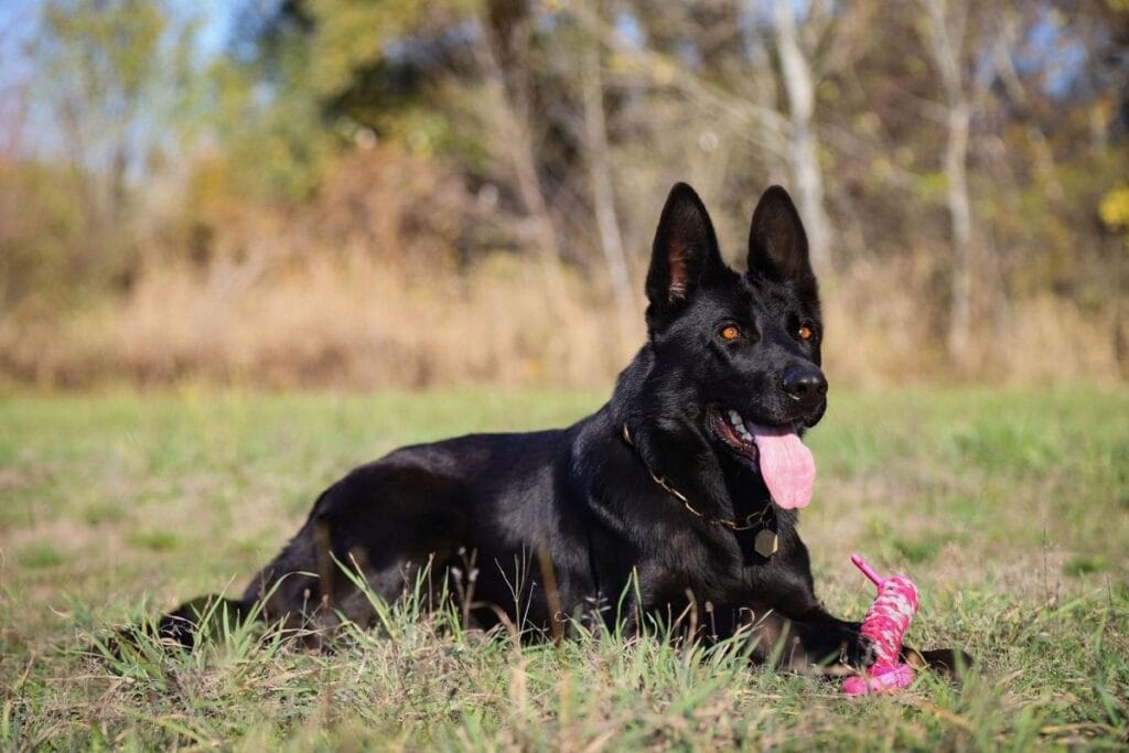 Lifespan of Black German Shepherds: An Overview