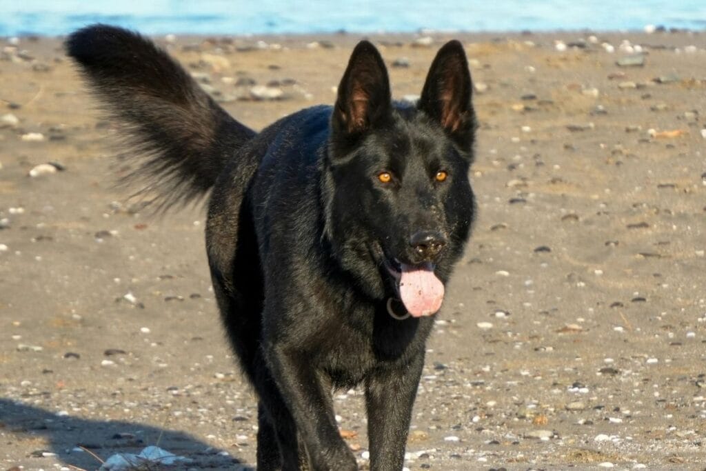 The Golden Rules of Training a Black GSD
