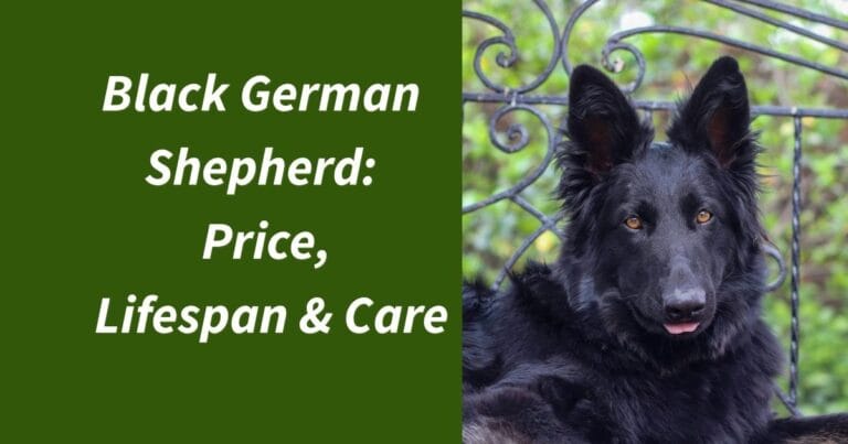 Black German Shepherd