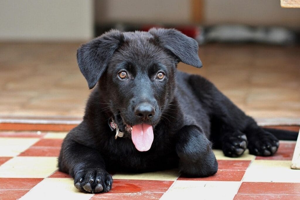 Black German Shepherd Puppy: First-Year Expectations