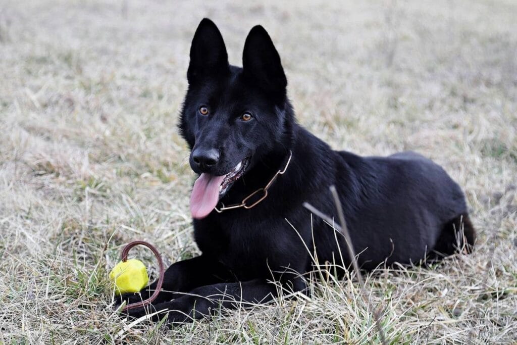 Temperament of Black German Shepherds