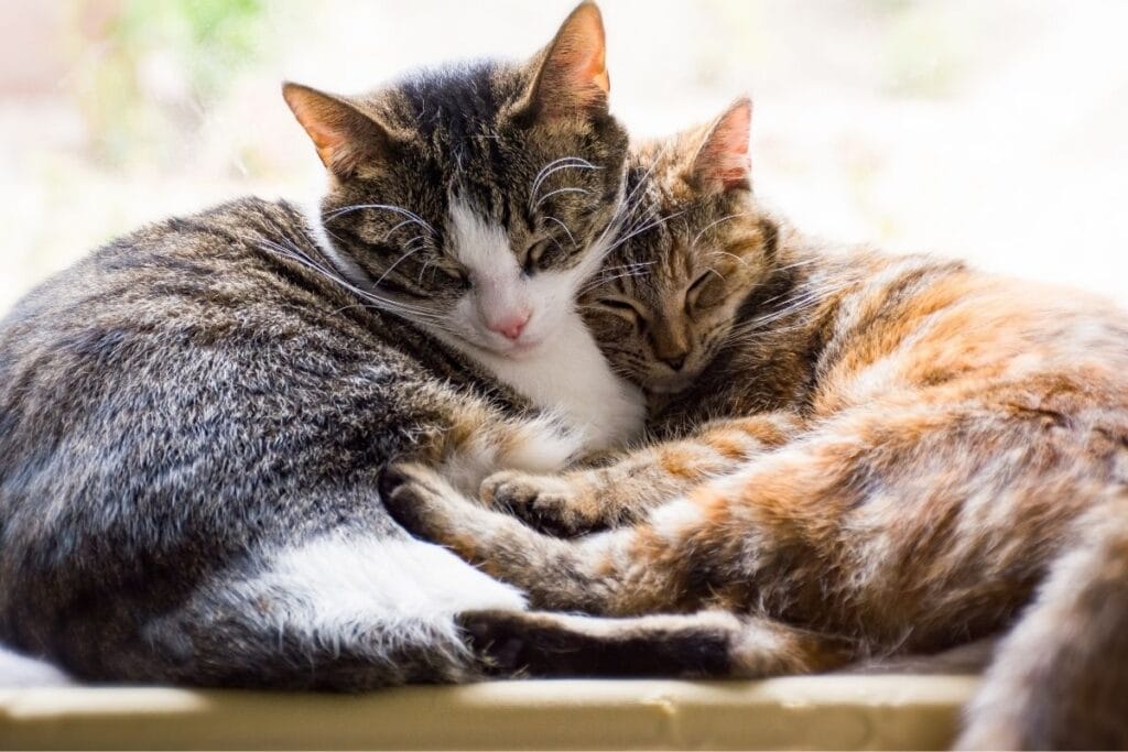  Stress and Environmental Changes