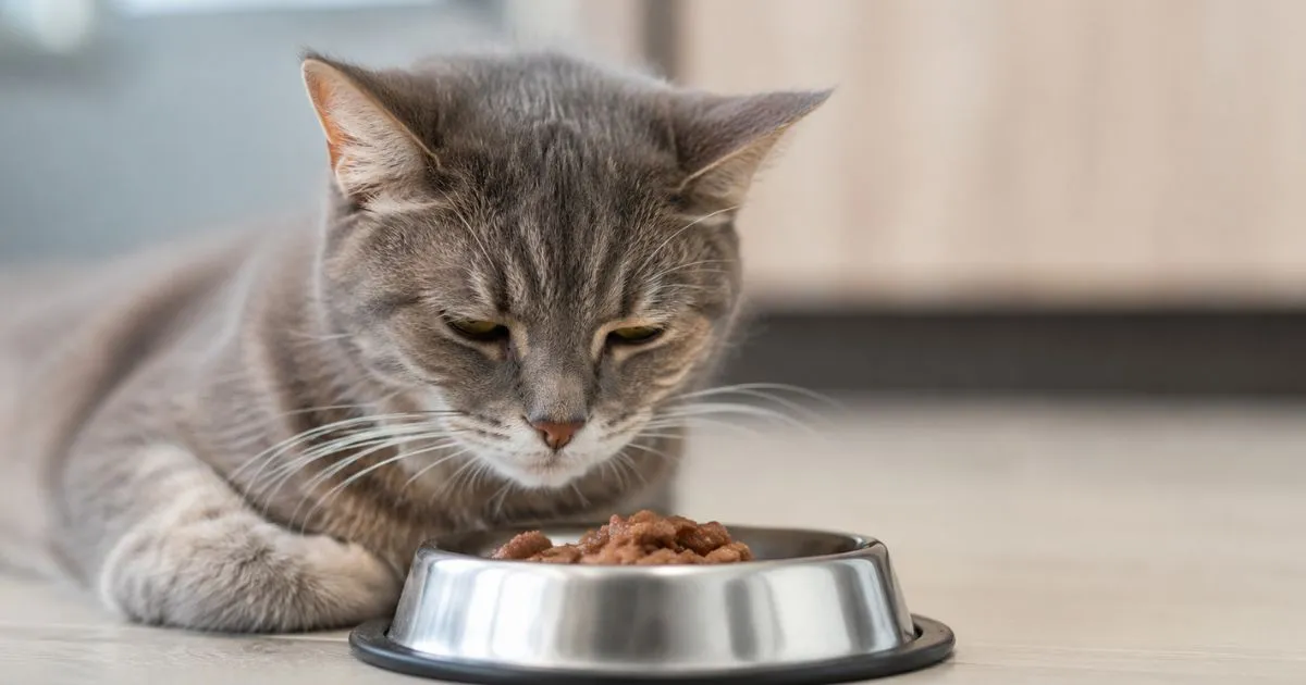 Cat Not Eating Causes