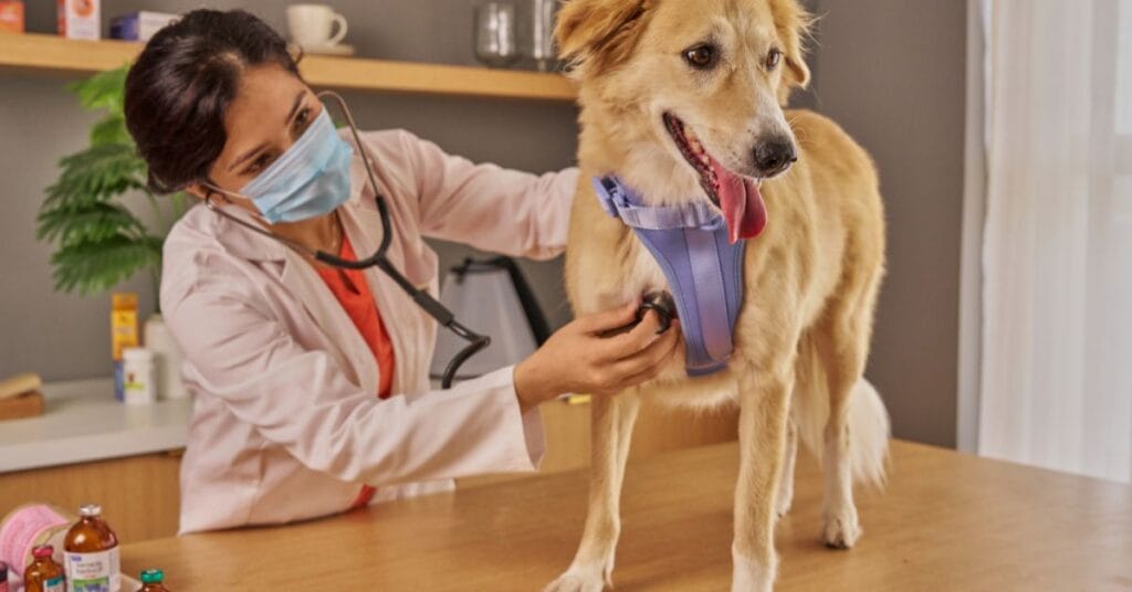 Veterinary Treatment for Dog Food Poisoning