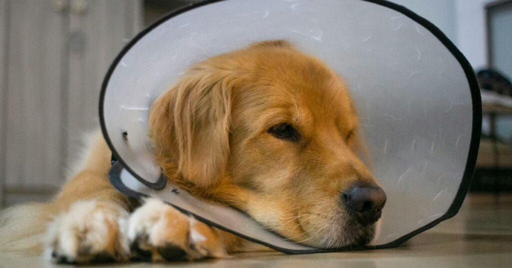 Recovery and Long-Term Care.