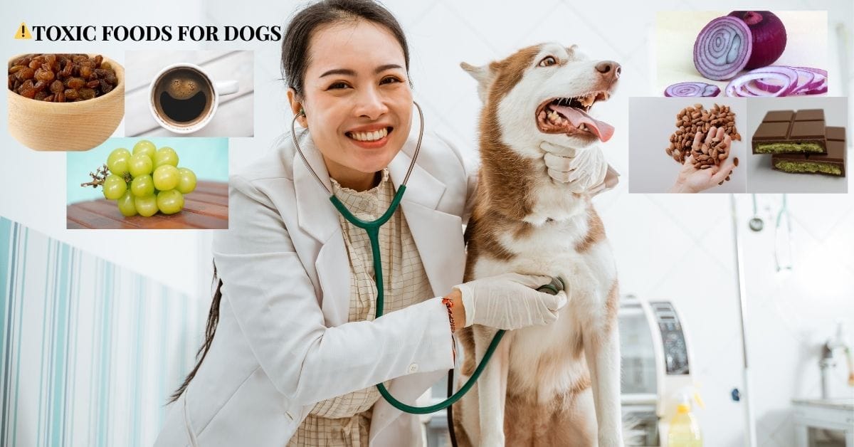 Dog food poisoning caused by toxic foods like grapes chocolate onion coffee and raisins