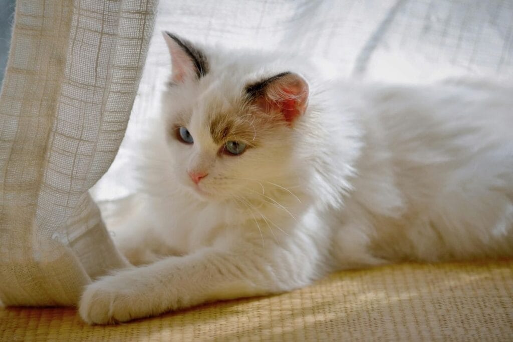 Factors Affecting Ragdoll Cat Price