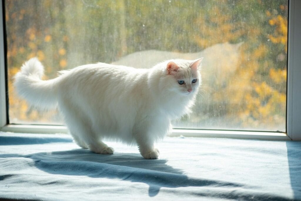 Ragdoll Cat Size and Weight