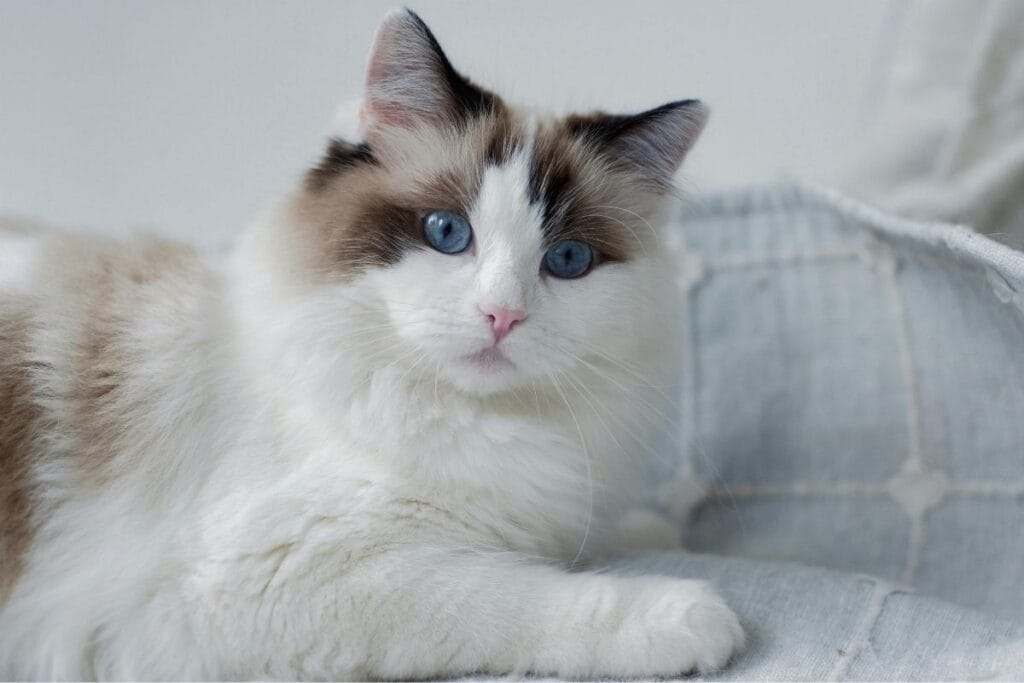 Ragdoll Cat Grooming