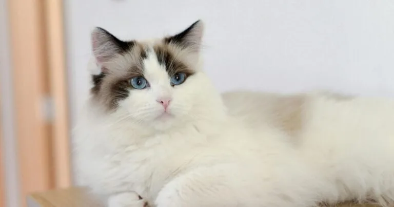 Ragdoll Cat