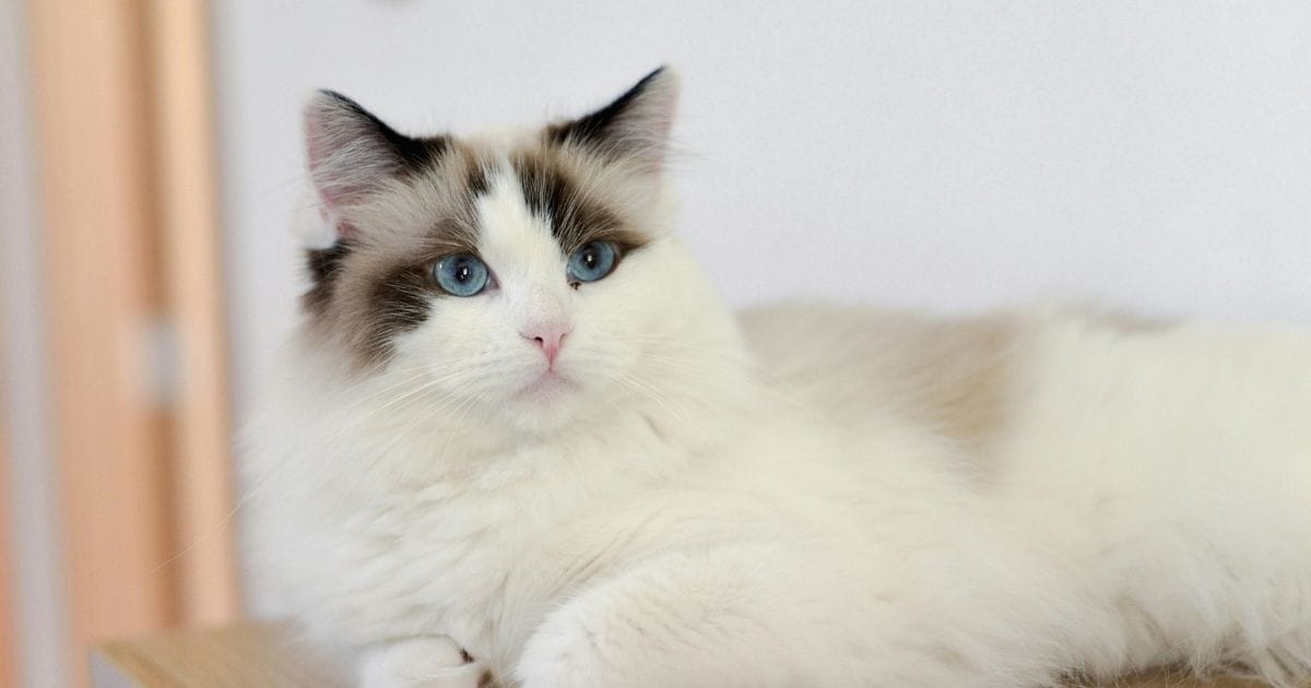 Ragdoll Cat