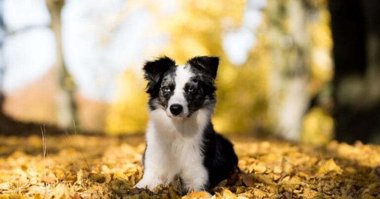 Mini Australian Shepherd