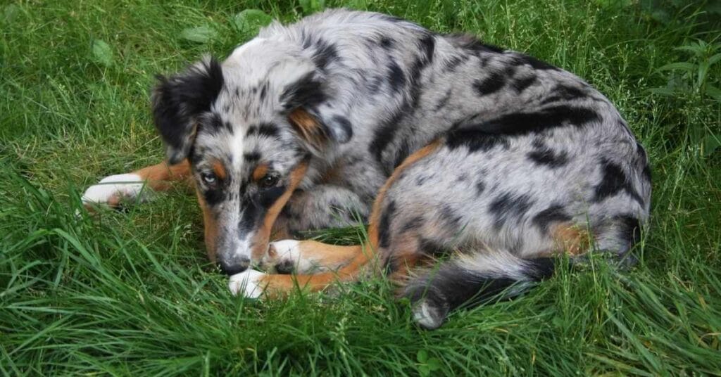 Mini Australian Shepherd Health