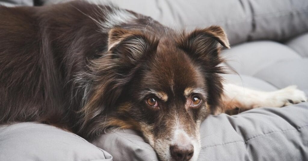 Are Mini Australian Shepherds Good Family Dogs?