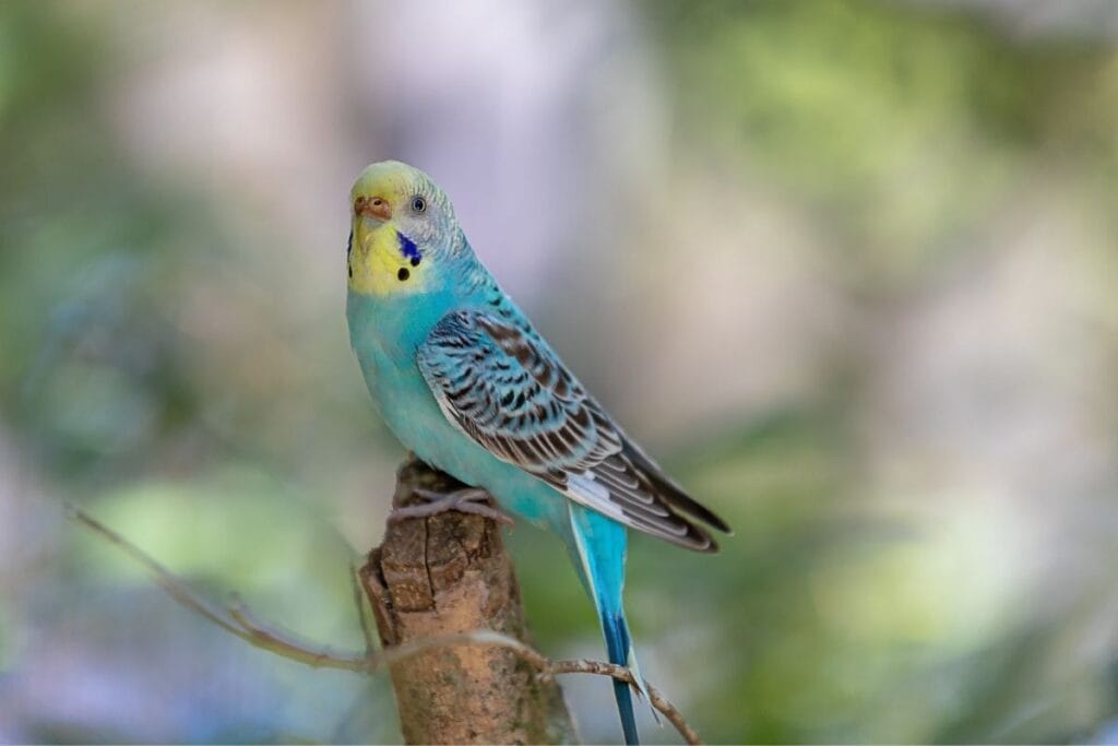 Budgerigar (Budgie): 