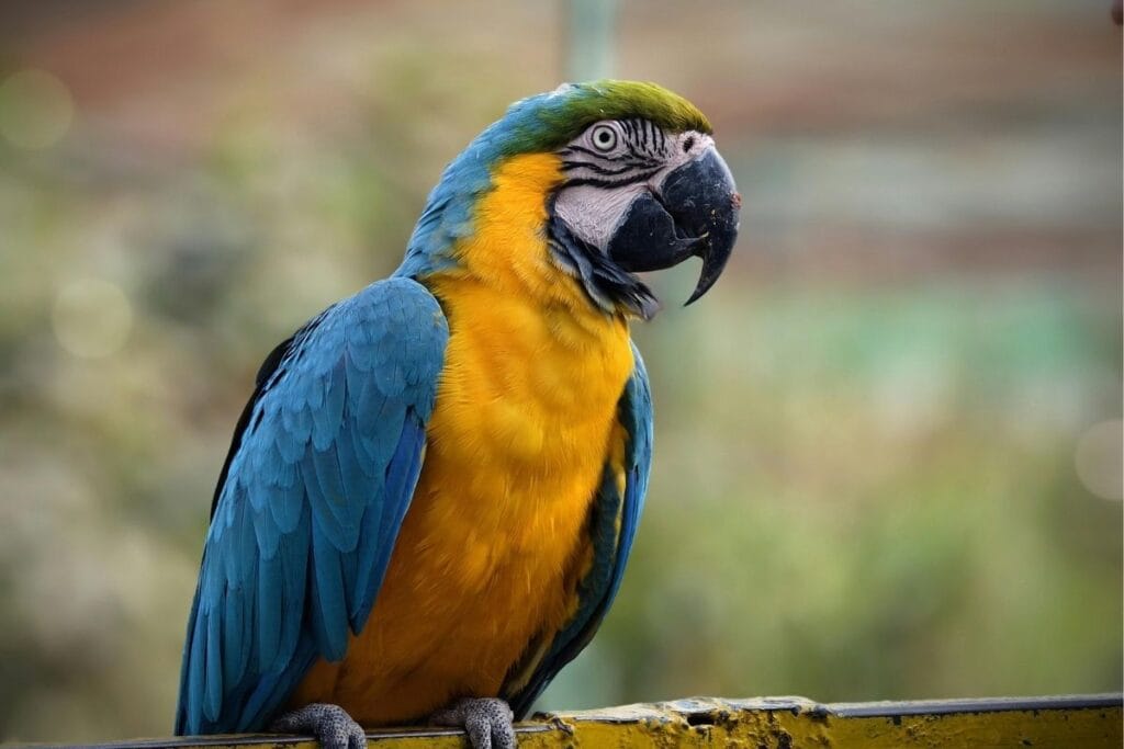 Macaw