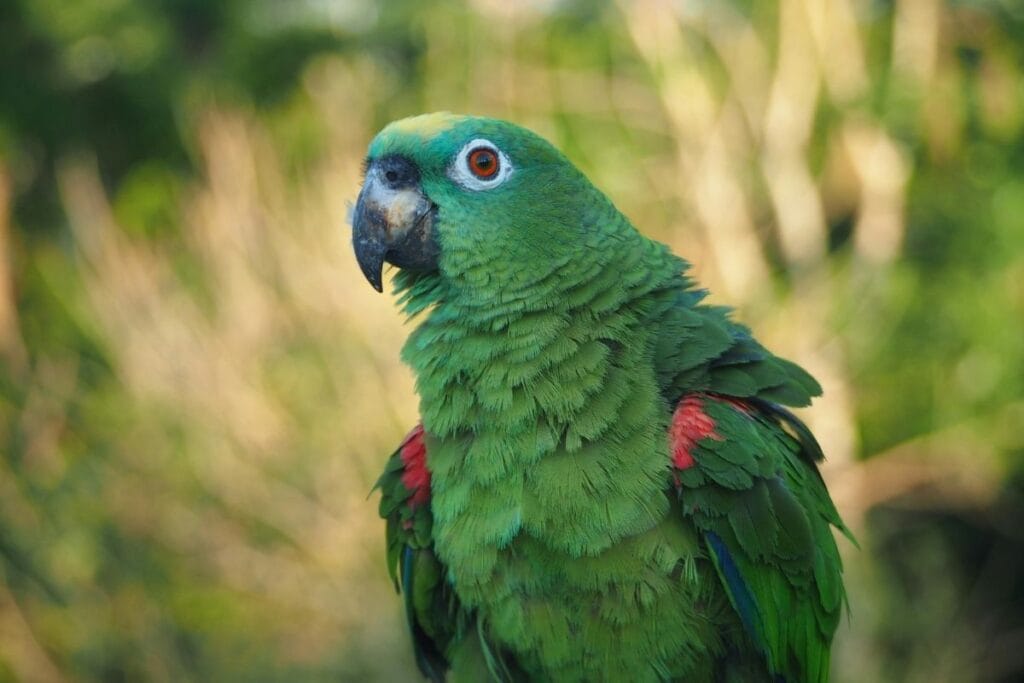Blue-Fronted Amazon Parrot