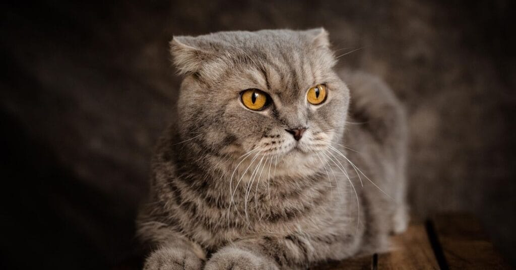Grooming Requirements for Scottish Fold Cats