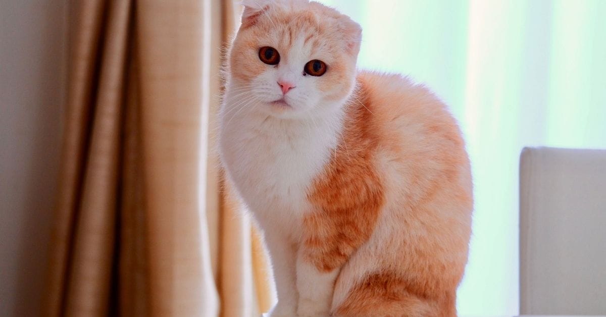 Scottish Fold Cat