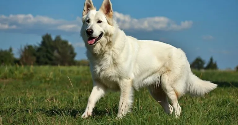 White German Shepherd