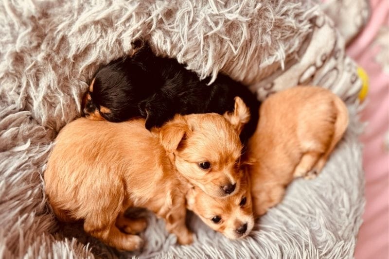 Daily Puppy Feeding Tips