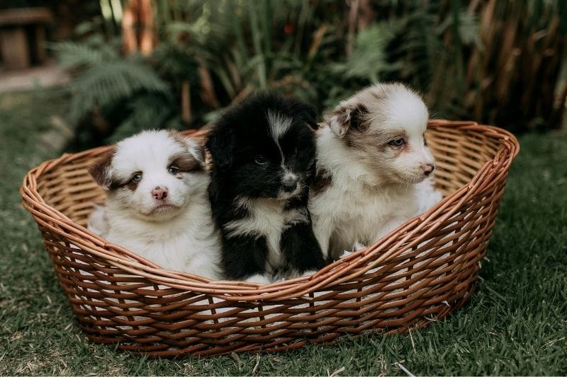 Top Protein Options for Puppies