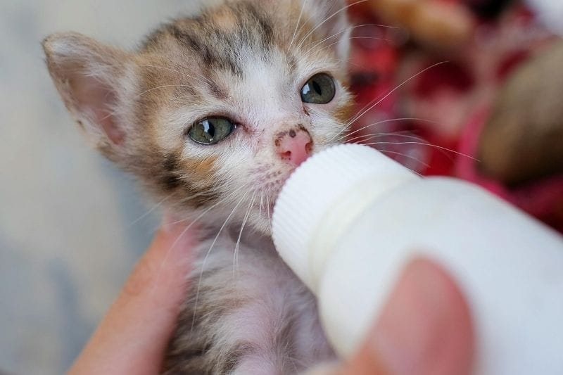 Puppy Feeding Schedule by Age