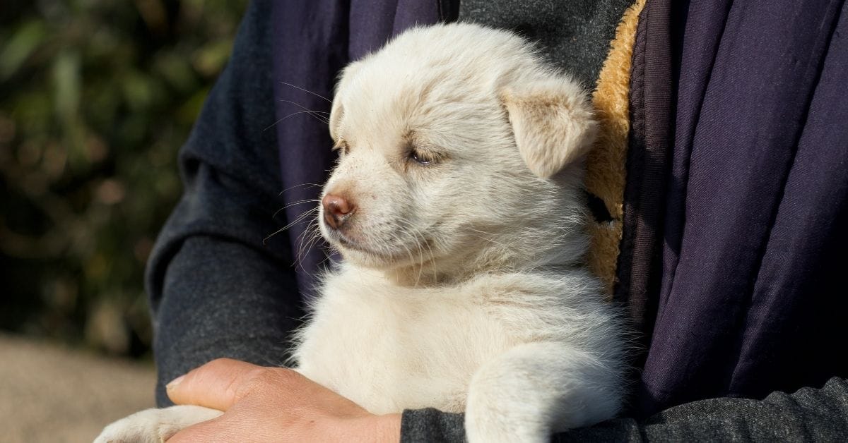 Best puppy food for healthy puppy growth