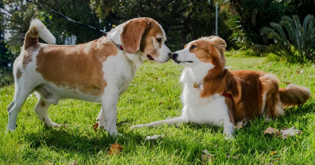Two friendly dogs playing on grass