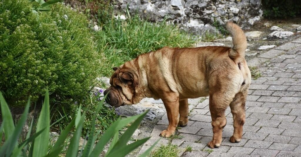 Brown dog sniffing plants in a garden