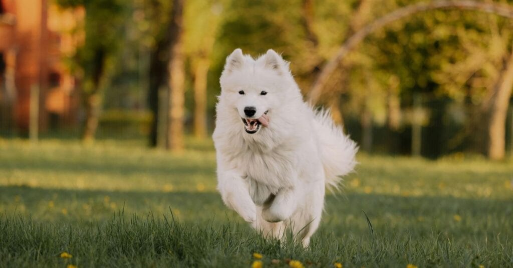 White fluffy dog running in a park